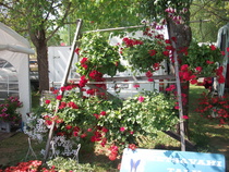 Kukkapaljoutta Tyrin kukkamarkkinoilla 2013