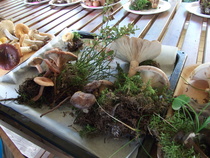 Syksyn satoa, sieninäyttely 19.8. Sovintolassa