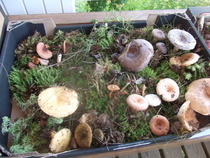 Elotorilla 2013